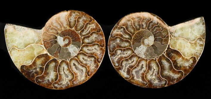 Sliced Fossil Ammonite Pair - Agatized #37165